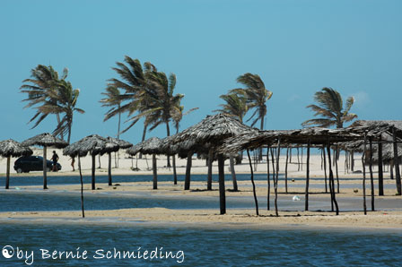 Swaying palm-trees at a lagoon