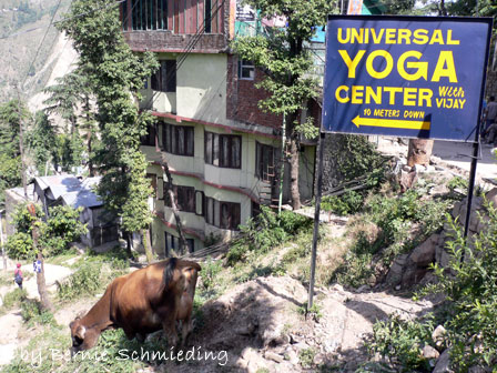 Cow on its way to Yoga-session