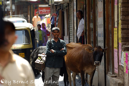 Cow & Shoe boy on Bhagsu Road
