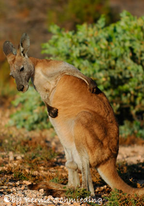 Roo - Cape Range National Park