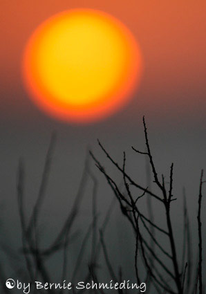 Sunset Kurrajong