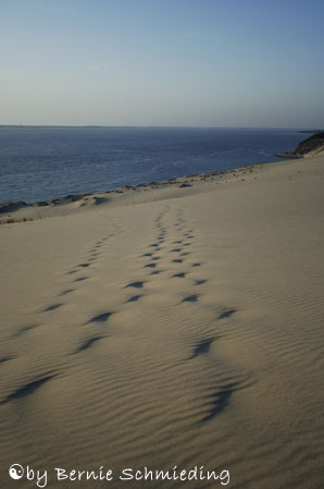 Arcachon sanddunes