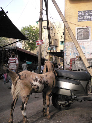 India's wildlife