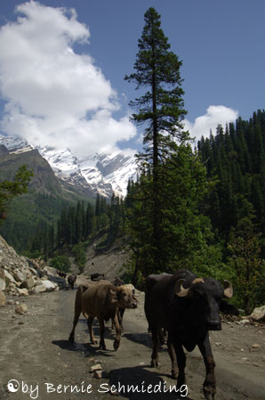 Mountain-cows