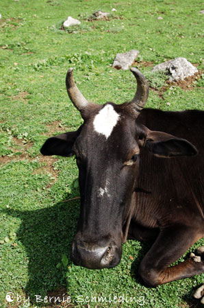 Mountain-cow