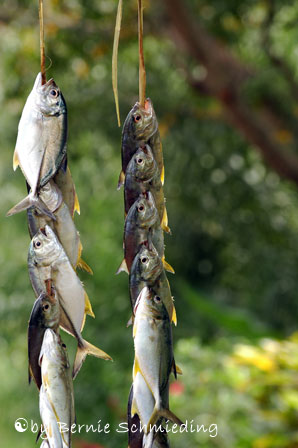 Fish 4 sale