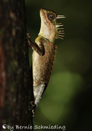 Iguana