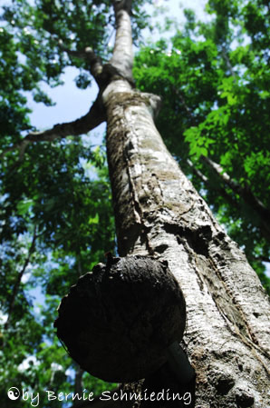 Rubber tree